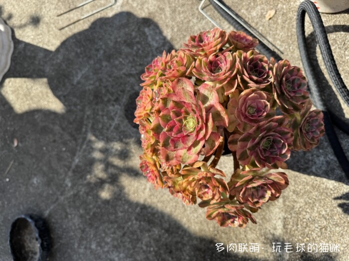 此刻很红的多肉