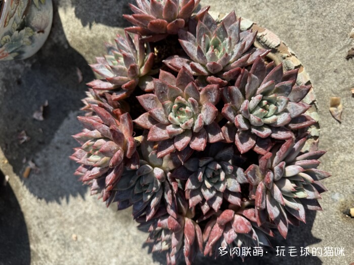 此刻很红的多肉