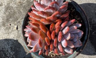 红红火火，恰如此时多肉