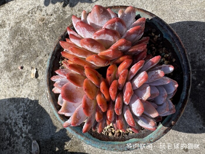 此刻很红的多肉