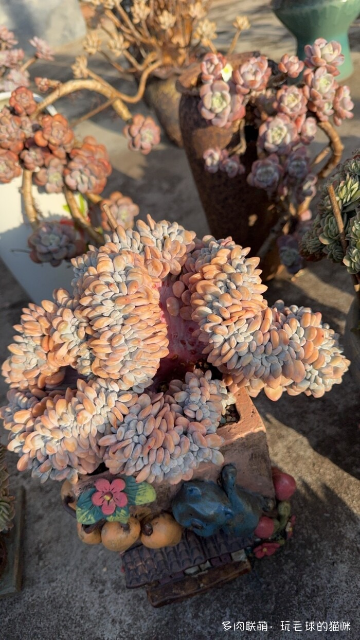 此刻很红的多肉