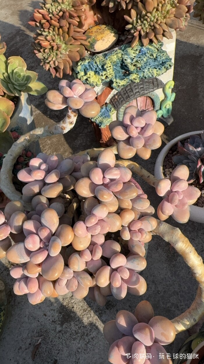 此刻很红的多肉