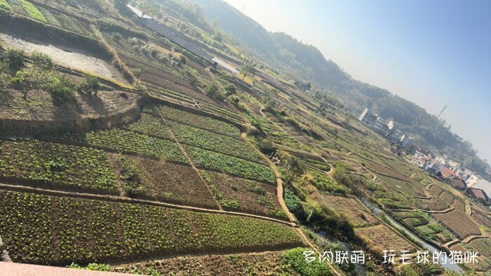 此刻很红的多肉