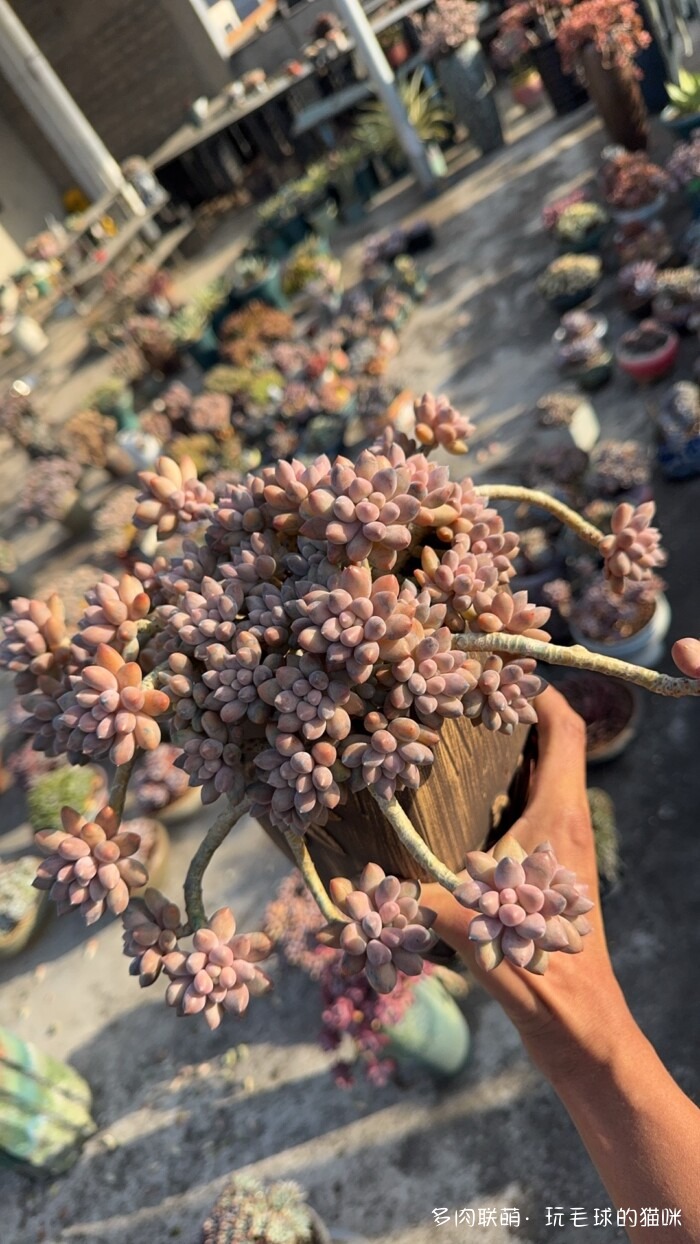 此刻很红的多肉