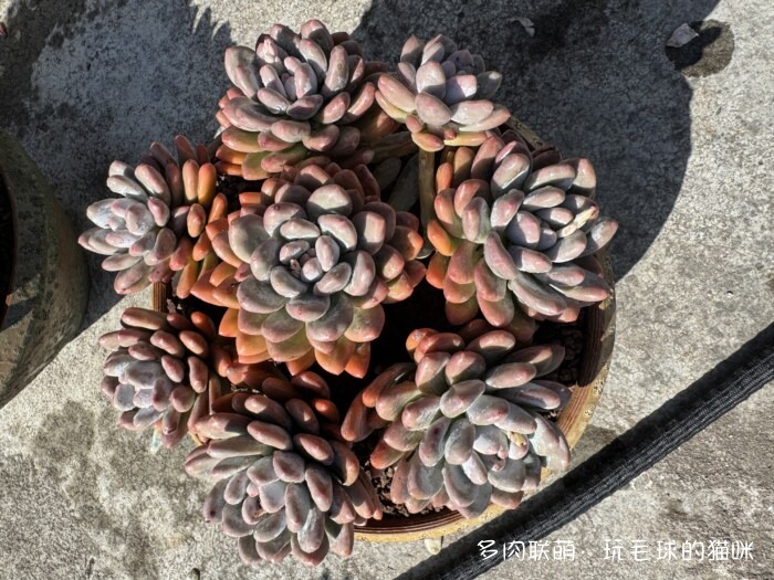 此刻很红的多肉