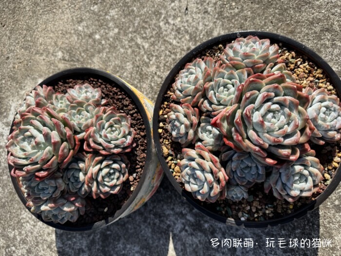 此刻很红的多肉