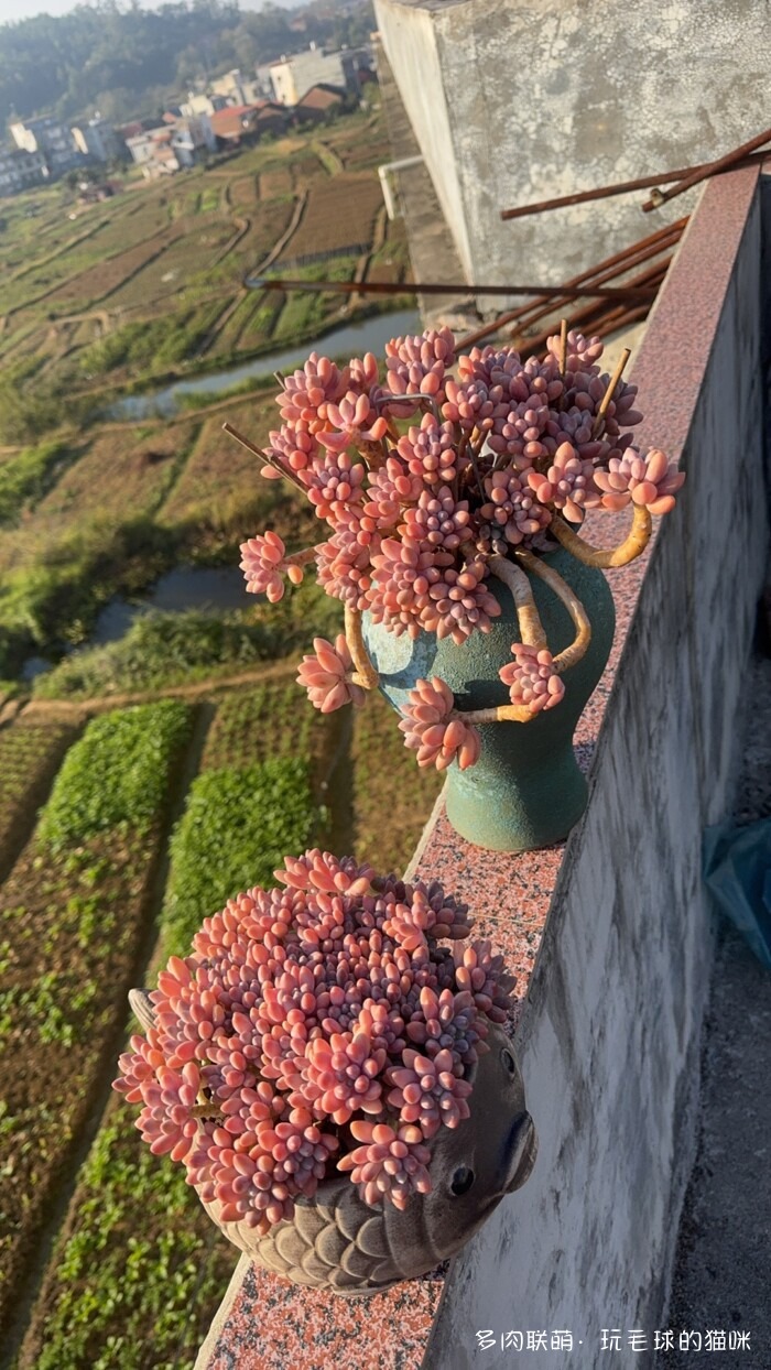 此刻很红的多肉