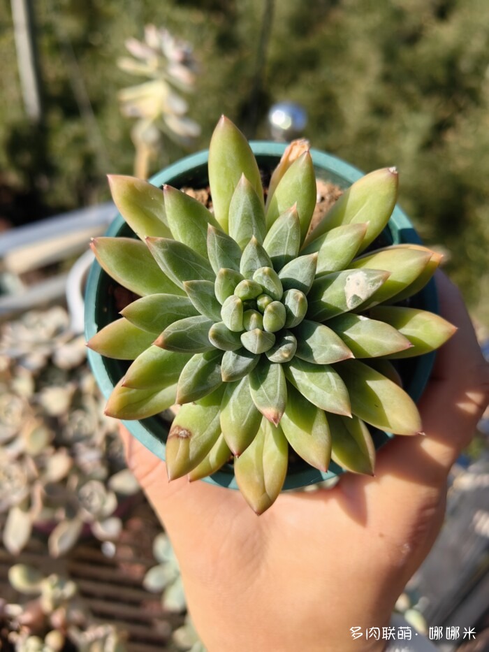 十二月的多肉怎么了