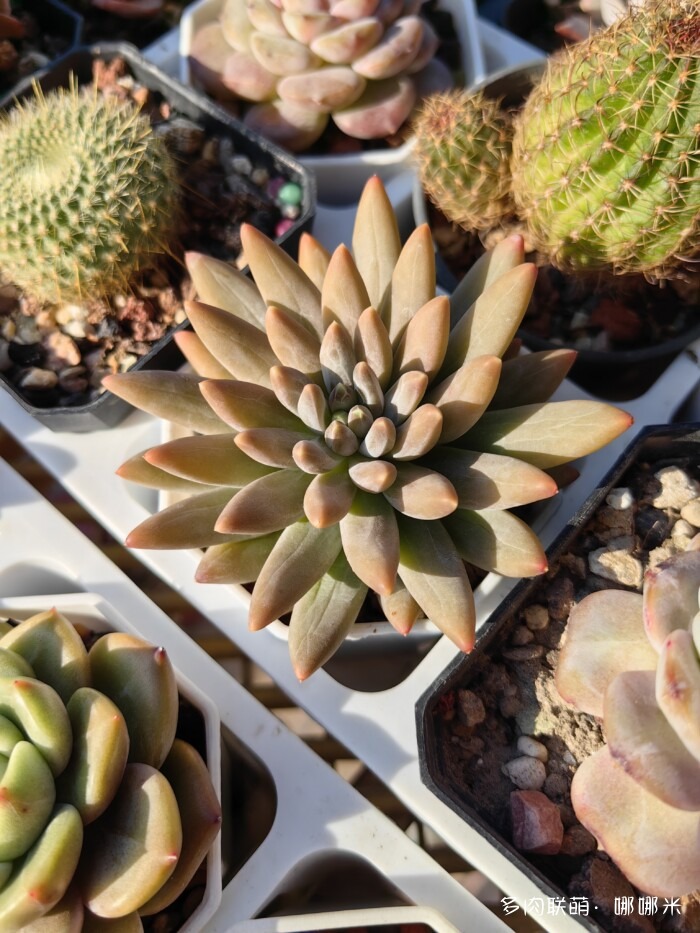 十二月的多肉怎么了