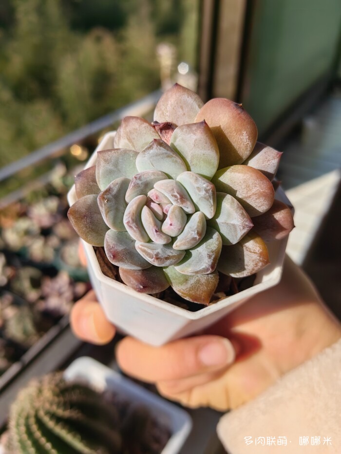 十二月的多肉怎么了