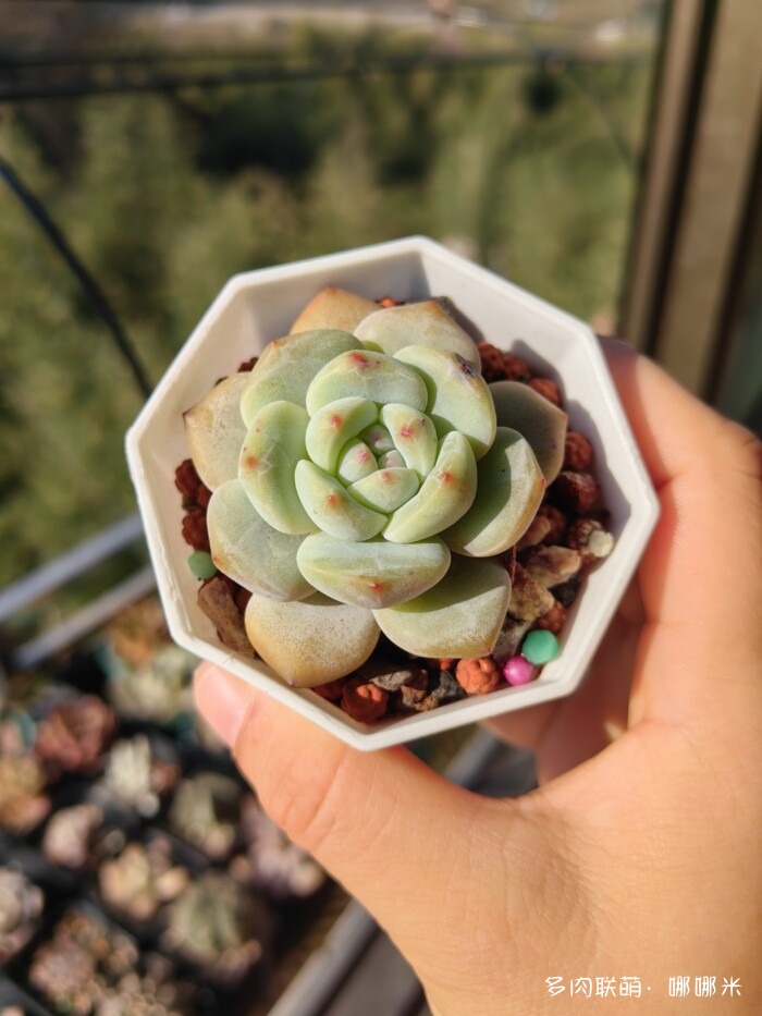 十二月的多肉怎么了