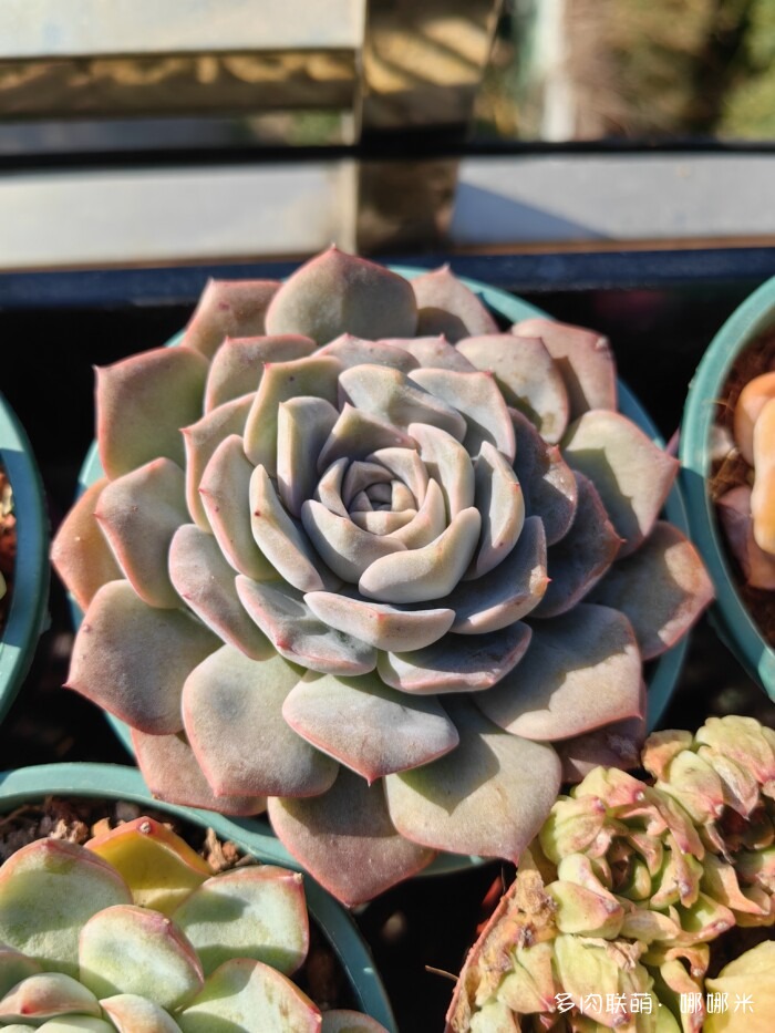 十二月的多肉怎么了