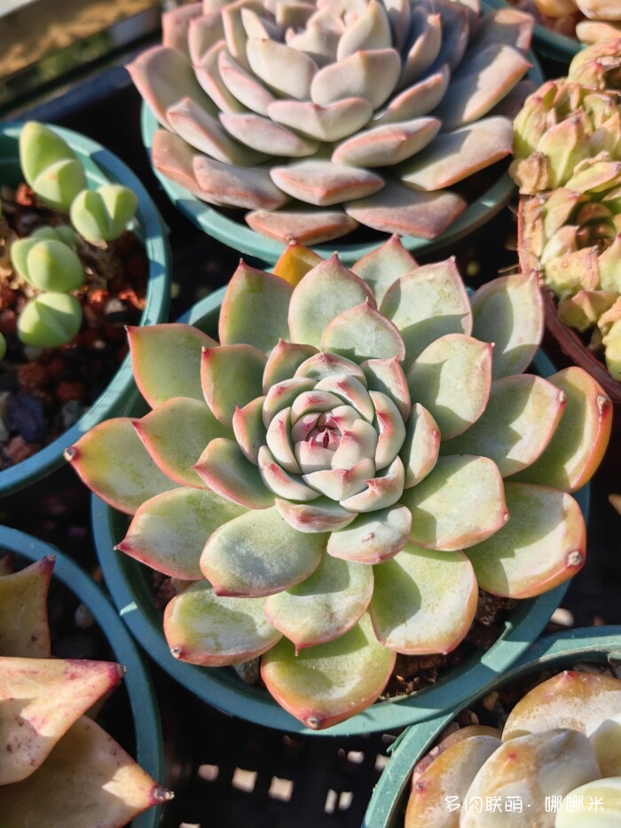 十二月的多肉怎么了
