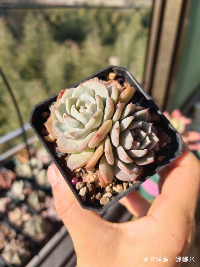 十二月的多肉怎么了