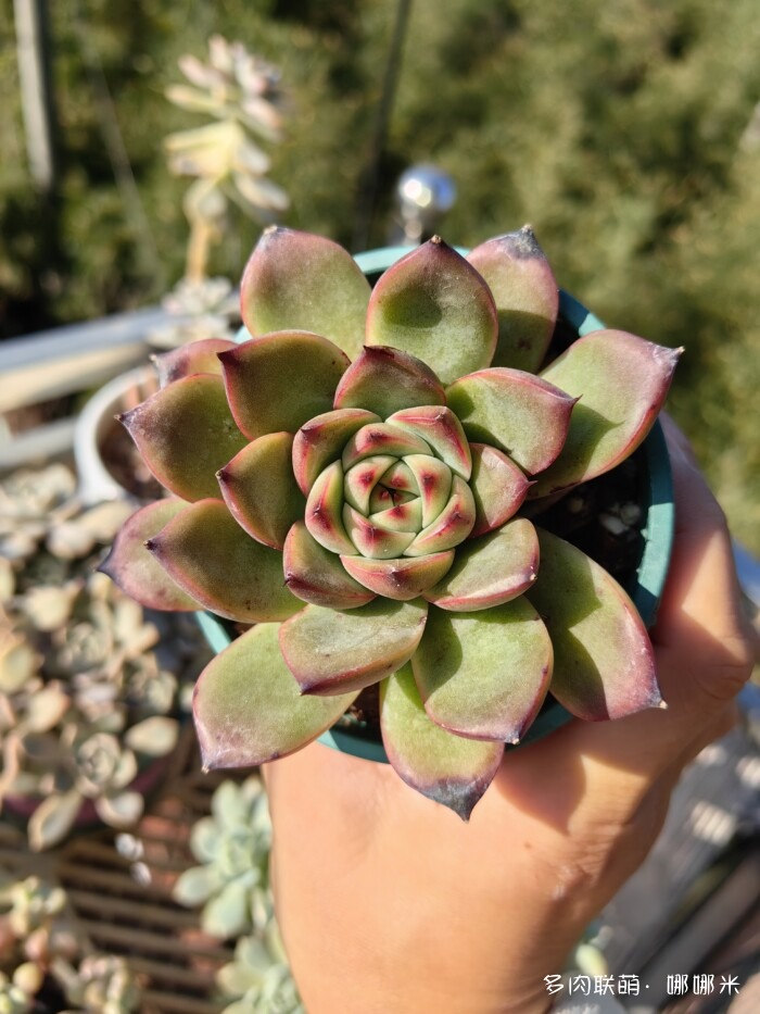 十二月的多肉怎么了