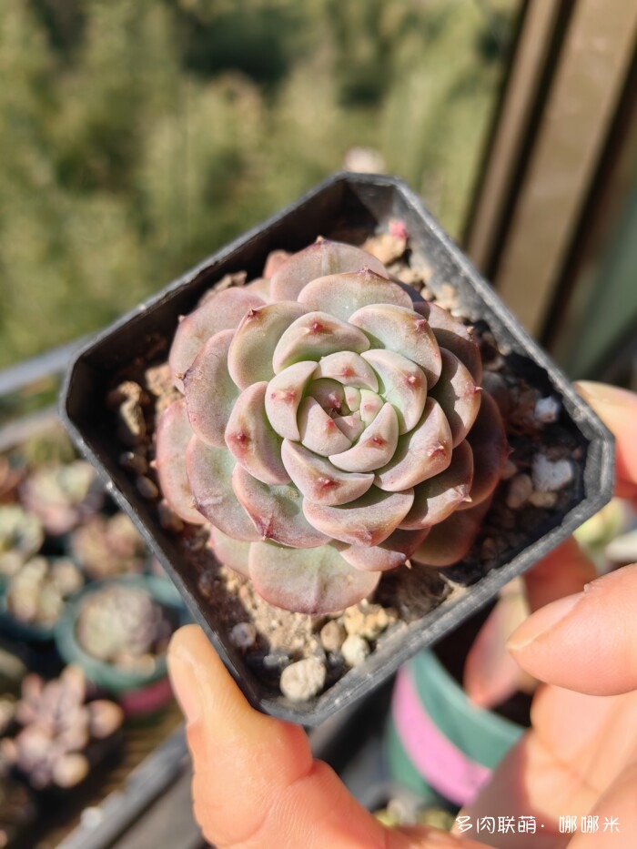 十二月的多肉怎么了