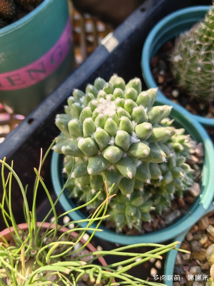 十二月的多肉怎么了