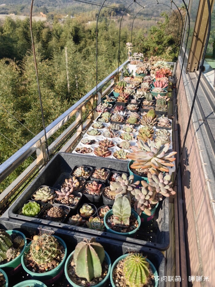 十二月的多肉怎么了