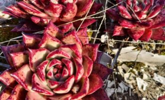 三四年没人管的肉，会是什么样