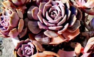 入冬后的肉肉们咋样啦？