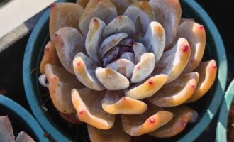 十二月多肉怎么样了？