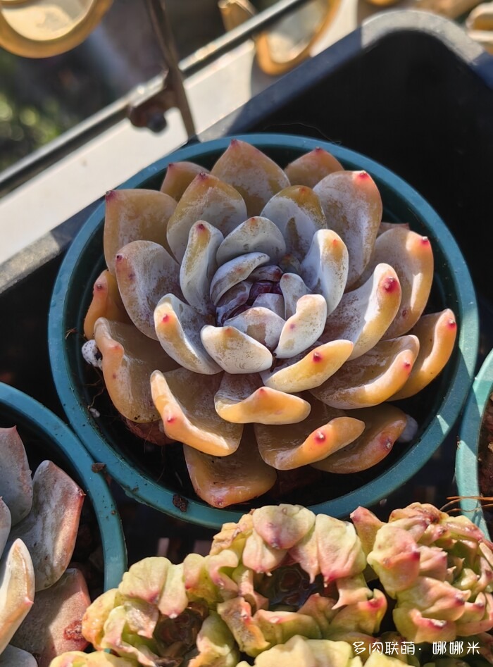 十二月的多肉怎么了