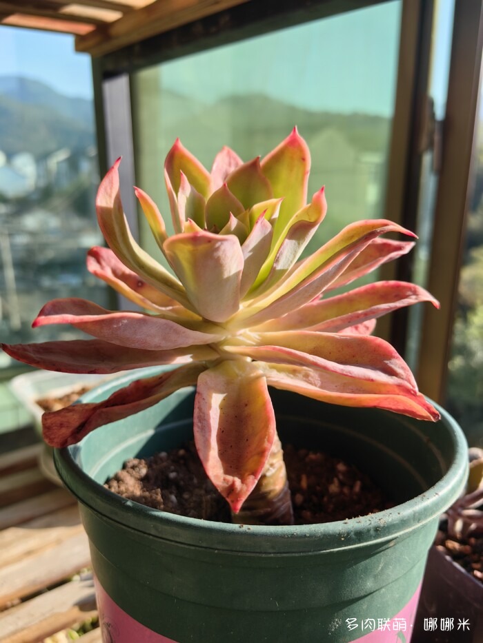 十二月的多肉怎么了