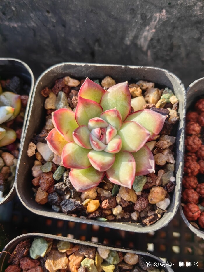 十二月的多肉怎么了