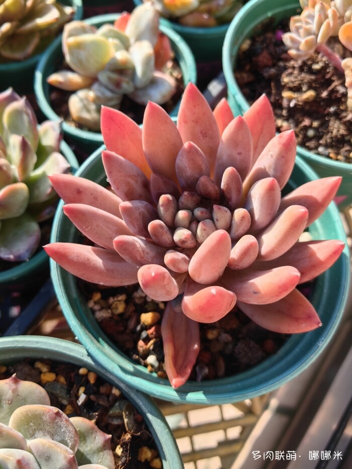 十二月的多肉怎么了