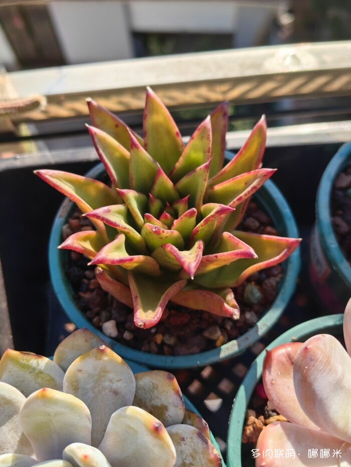 十二月的多肉怎么了