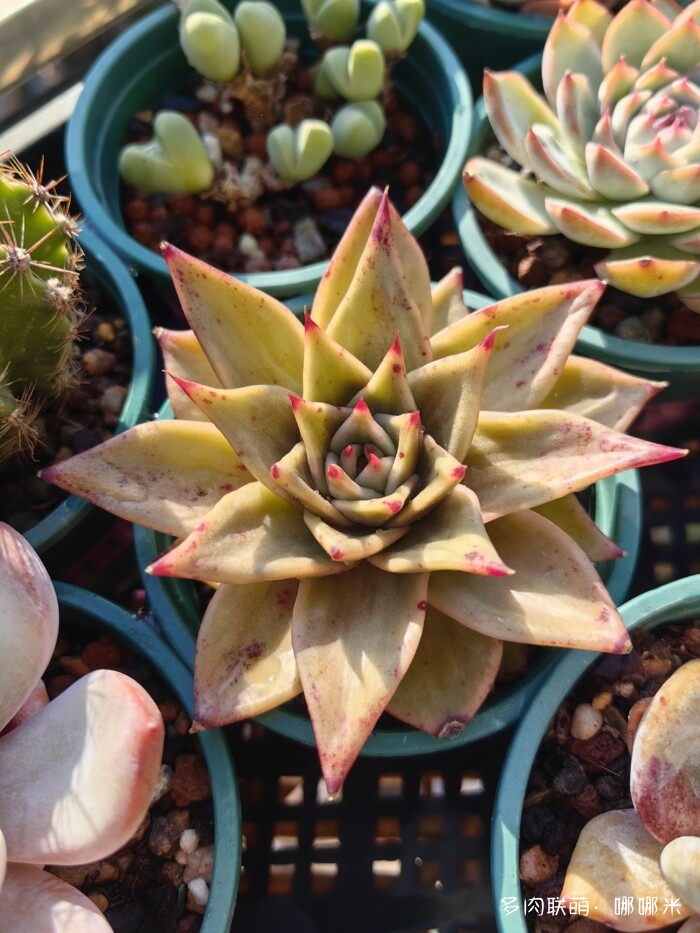 十二月的多肉怎么了