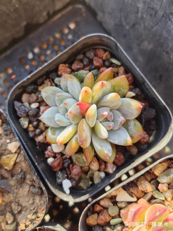 十二月的多肉怎么了