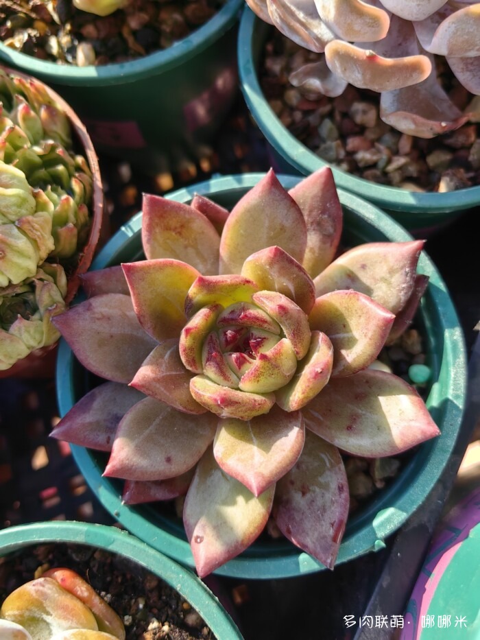 十二月的多肉怎么了