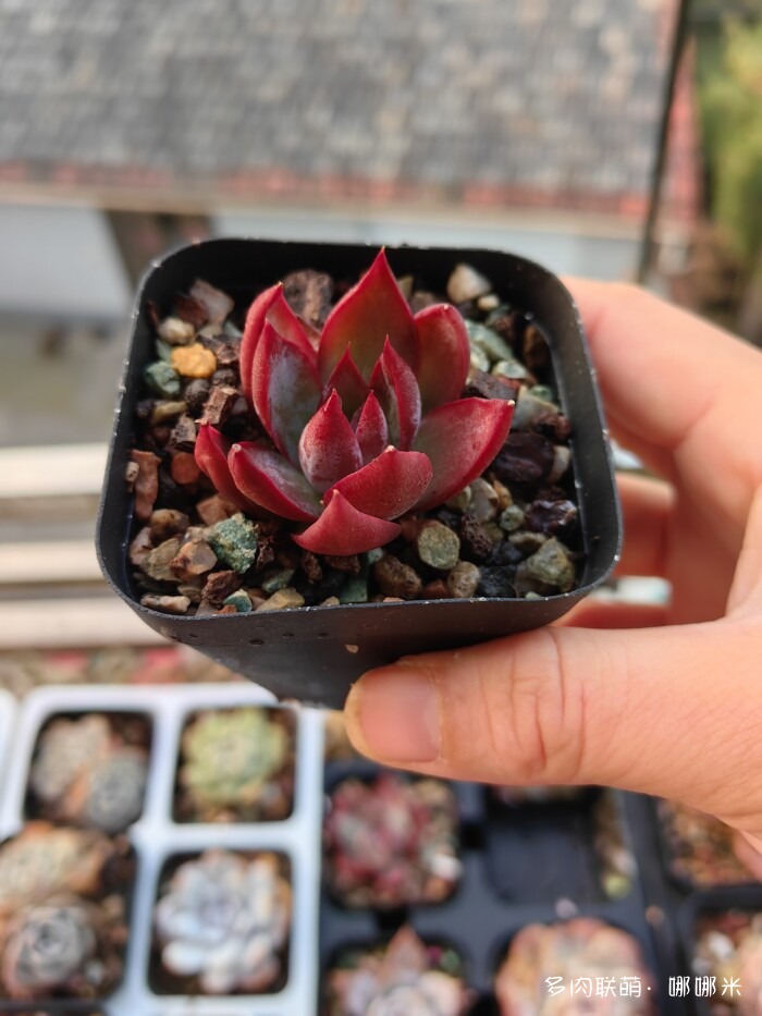 十二月的多肉怎么了