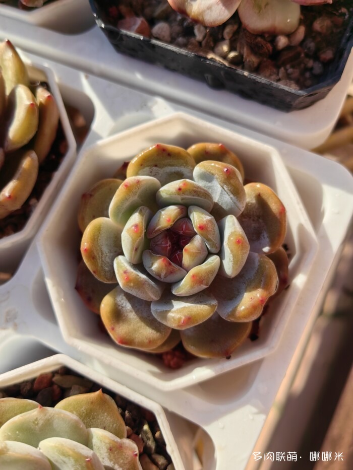 十二月的多肉怎么了