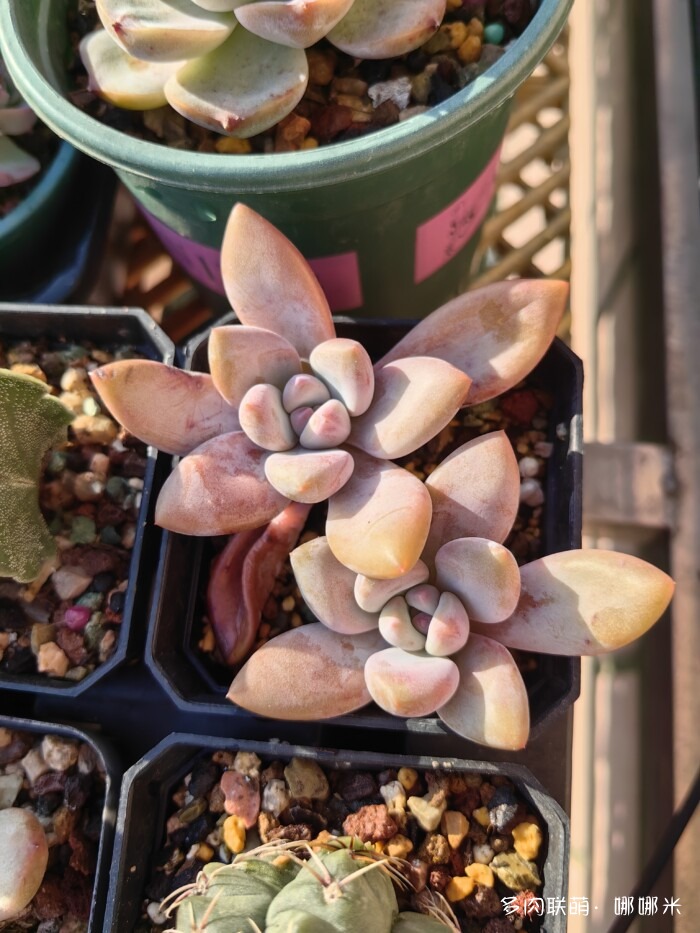 十二月的多肉怎么了