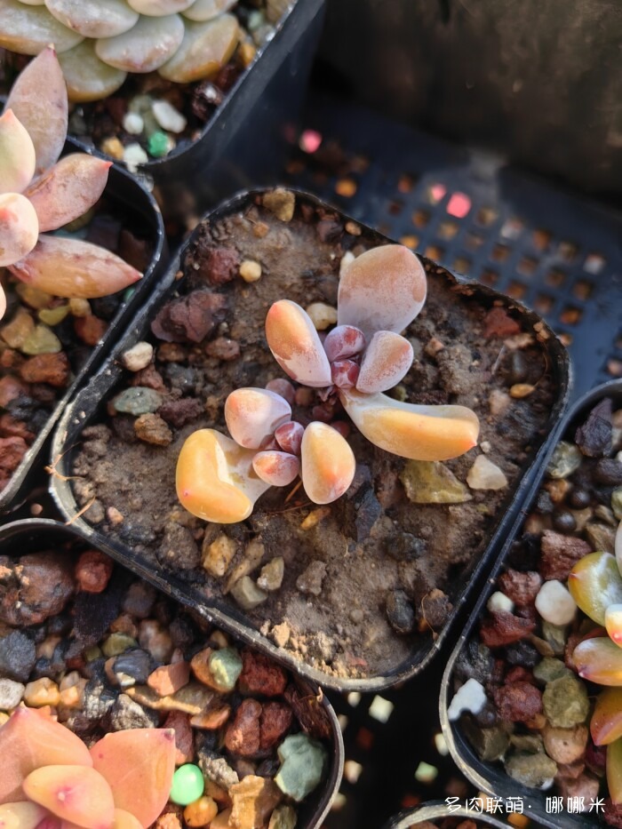 十二月的多肉怎么了