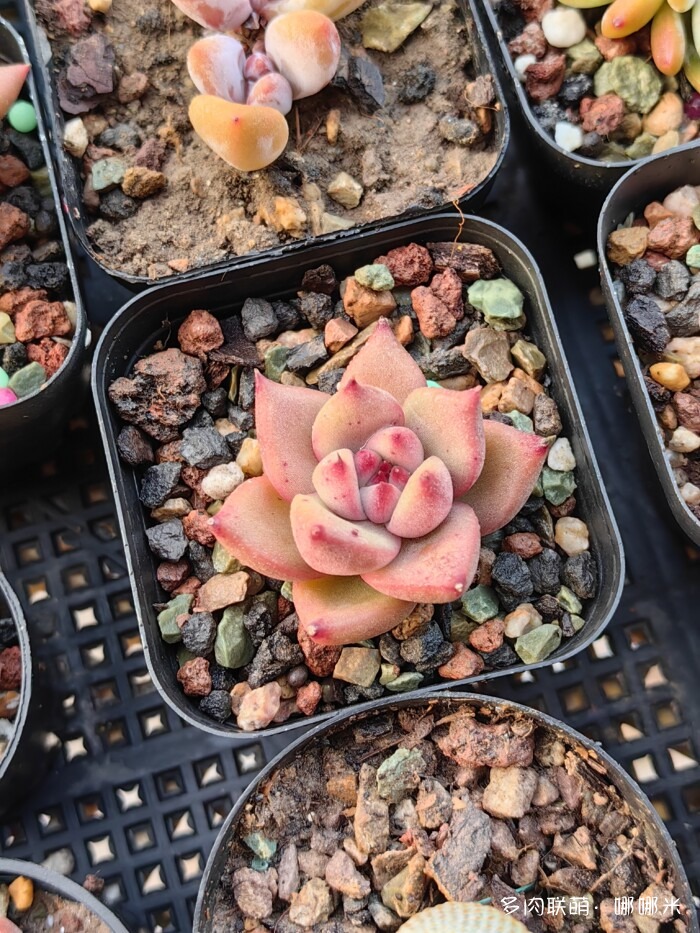 十二月的多肉怎么了