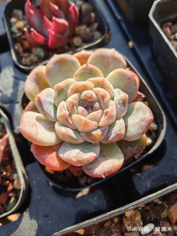 十二月的多肉怎么了