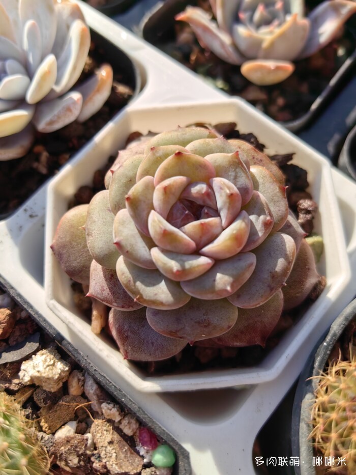 十二月的多肉怎么了