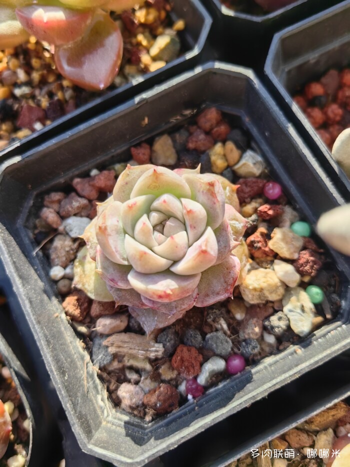 十二月的多肉怎么了