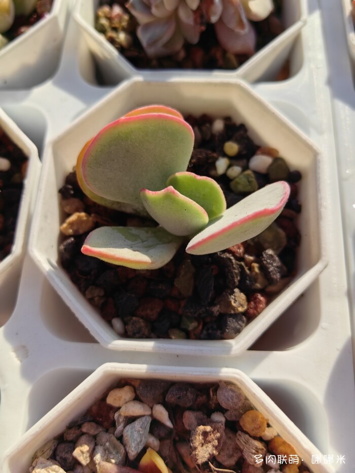 十二月的多肉怎么了