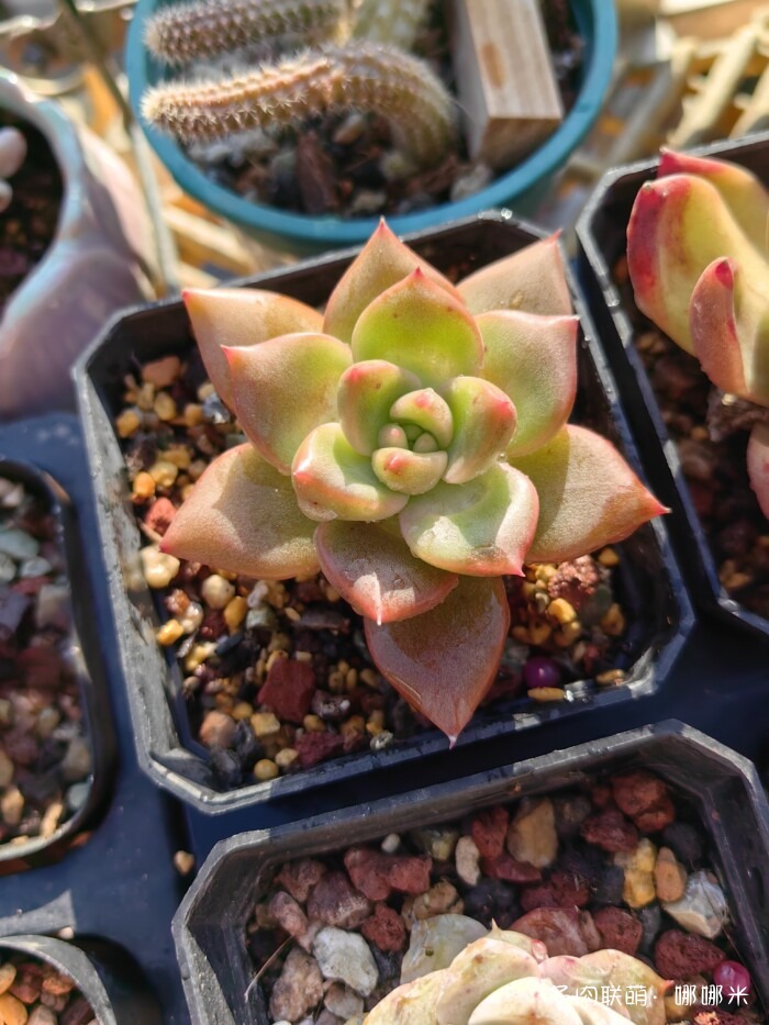 十二月的多肉怎么了