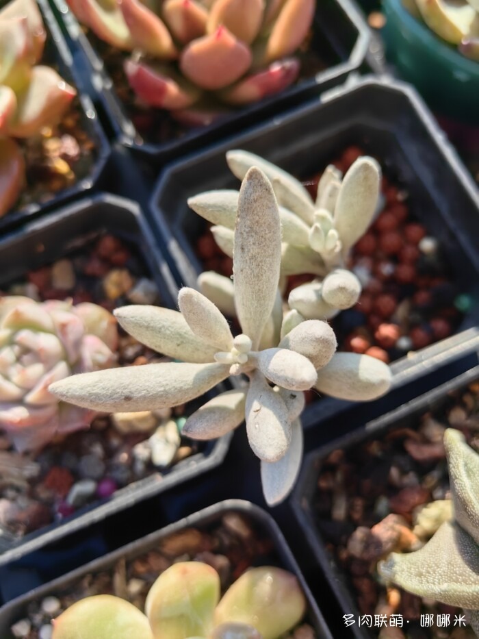 十二月的多肉怎么了