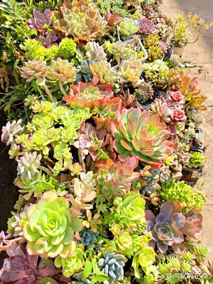 联萌花友的多肉
