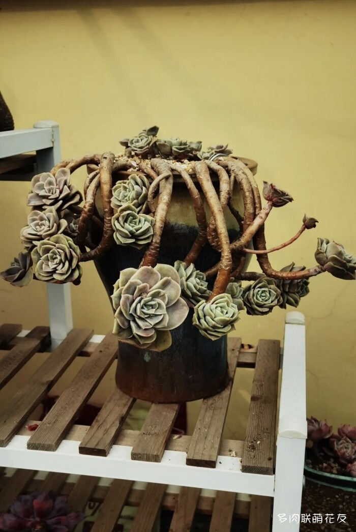 联萌花友的多肉