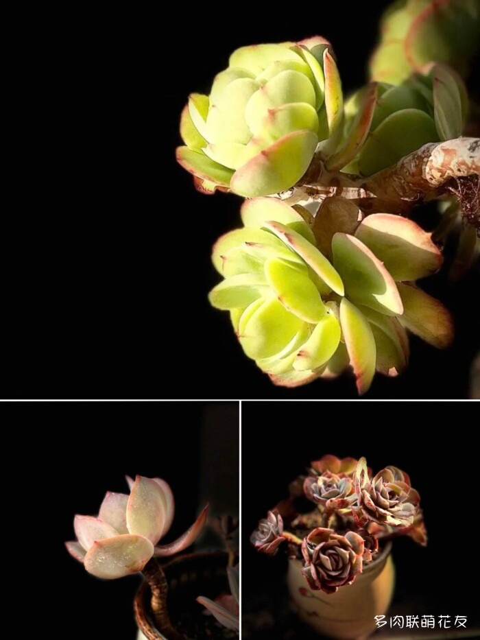 联萌花友的多肉