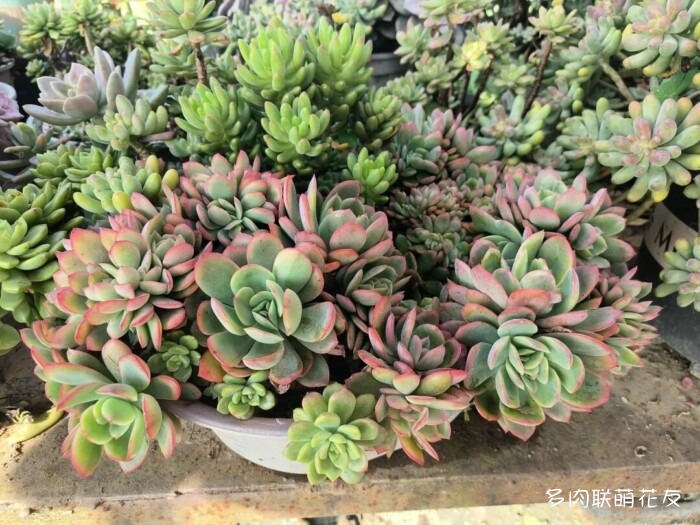 联萌花友的多肉