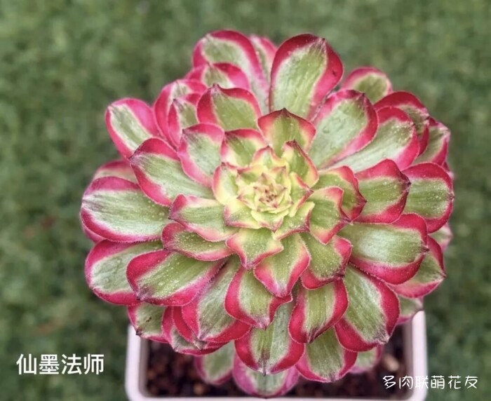 联萌花友的多肉