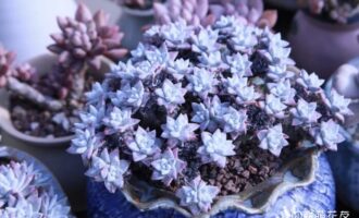 多彩的肉肉热情的花友们